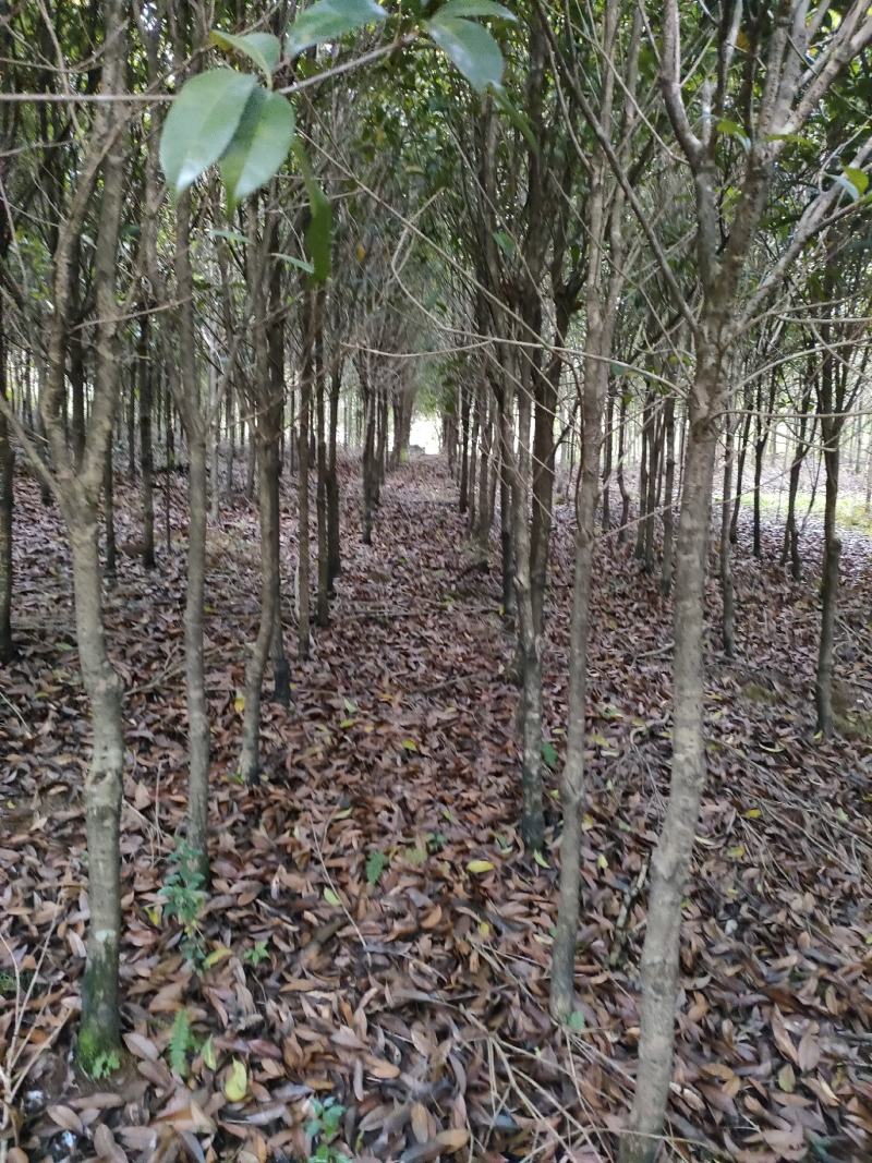 桂花3到6公分米经6到12公分桂花苗量大