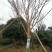 桂花3到6公分米经6到12公分桂花苗量大