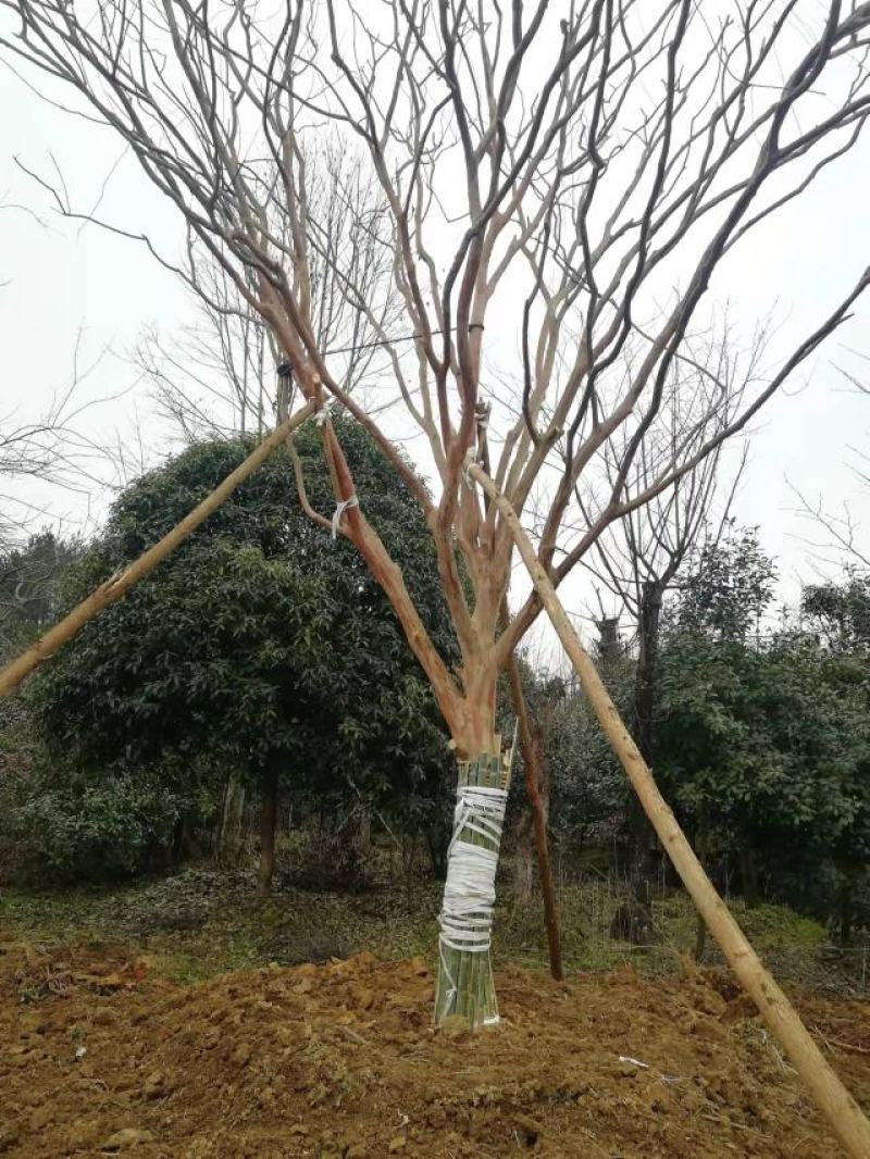 桂花3到6公分米经6到12公分桂花苗量大
