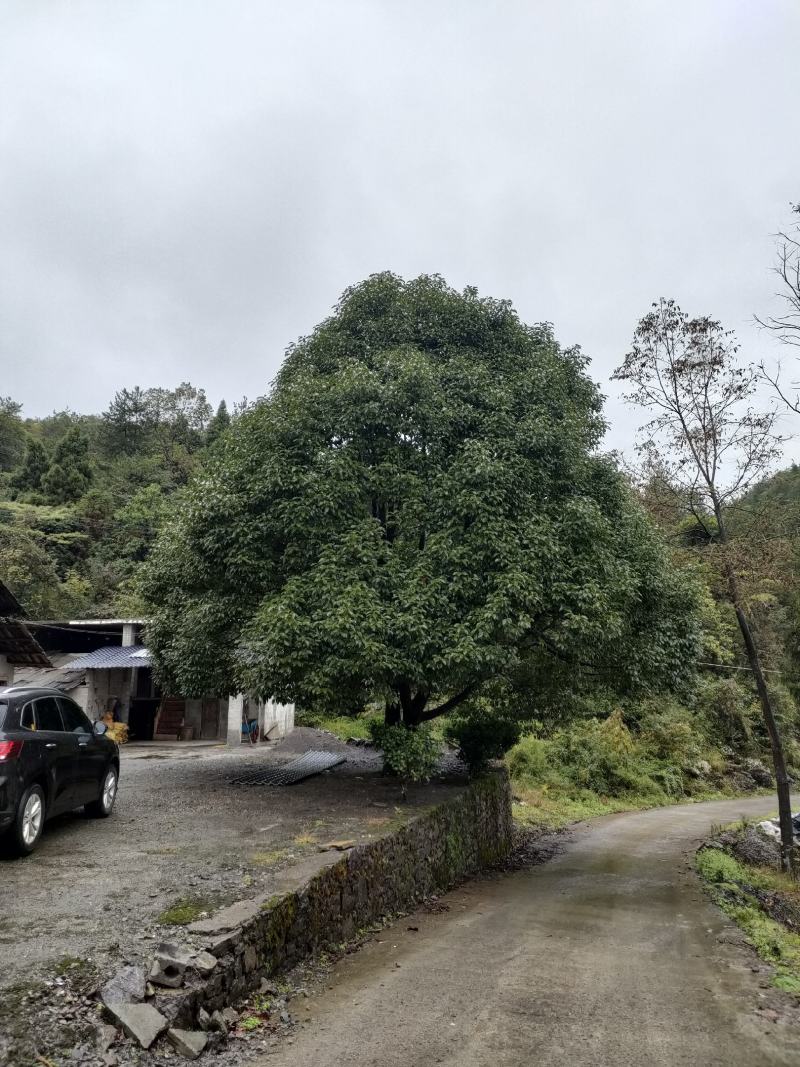 桂花3到6公分米经6到12公分桂花苗量大
