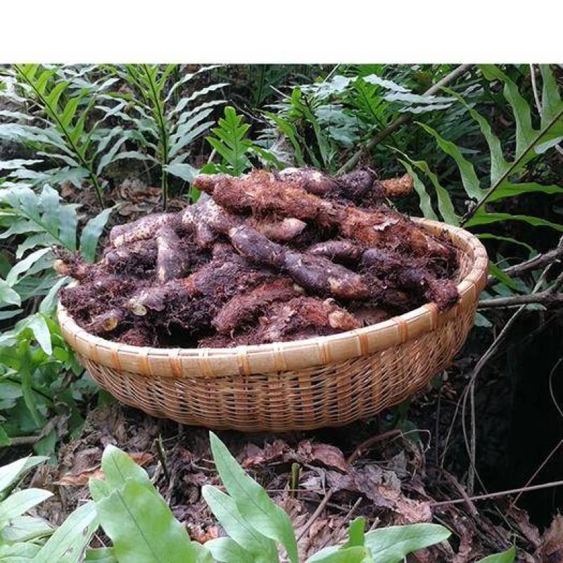 骨碎补