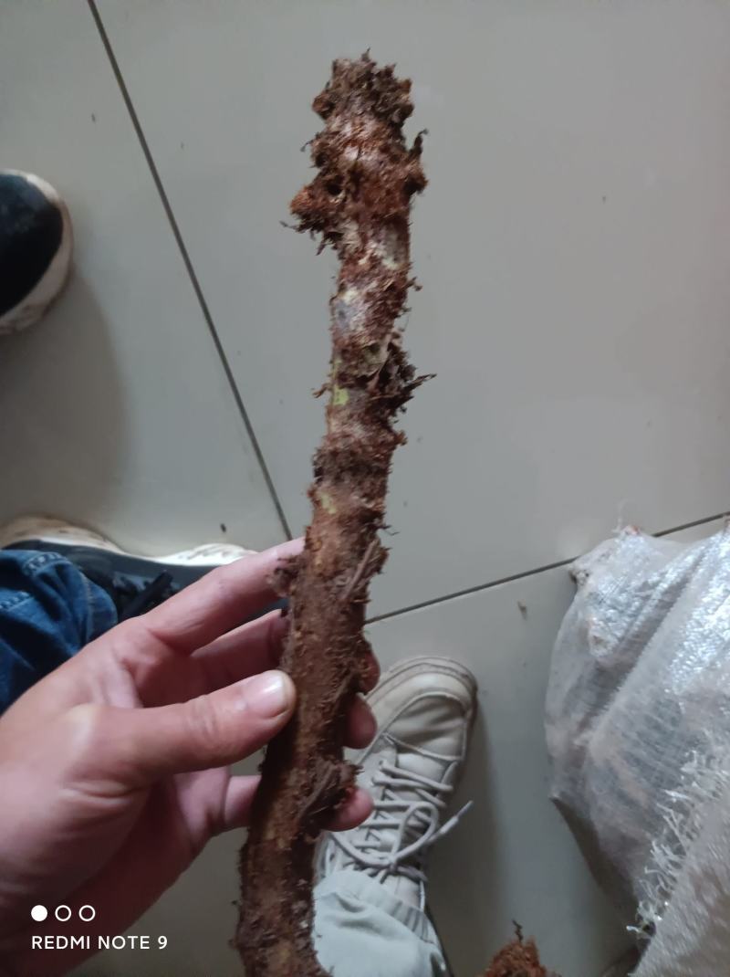 骨碎补