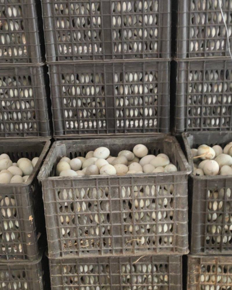 微山湖传统无铅松花蛋，赶集神品，口感好，不涩吃起来味道香