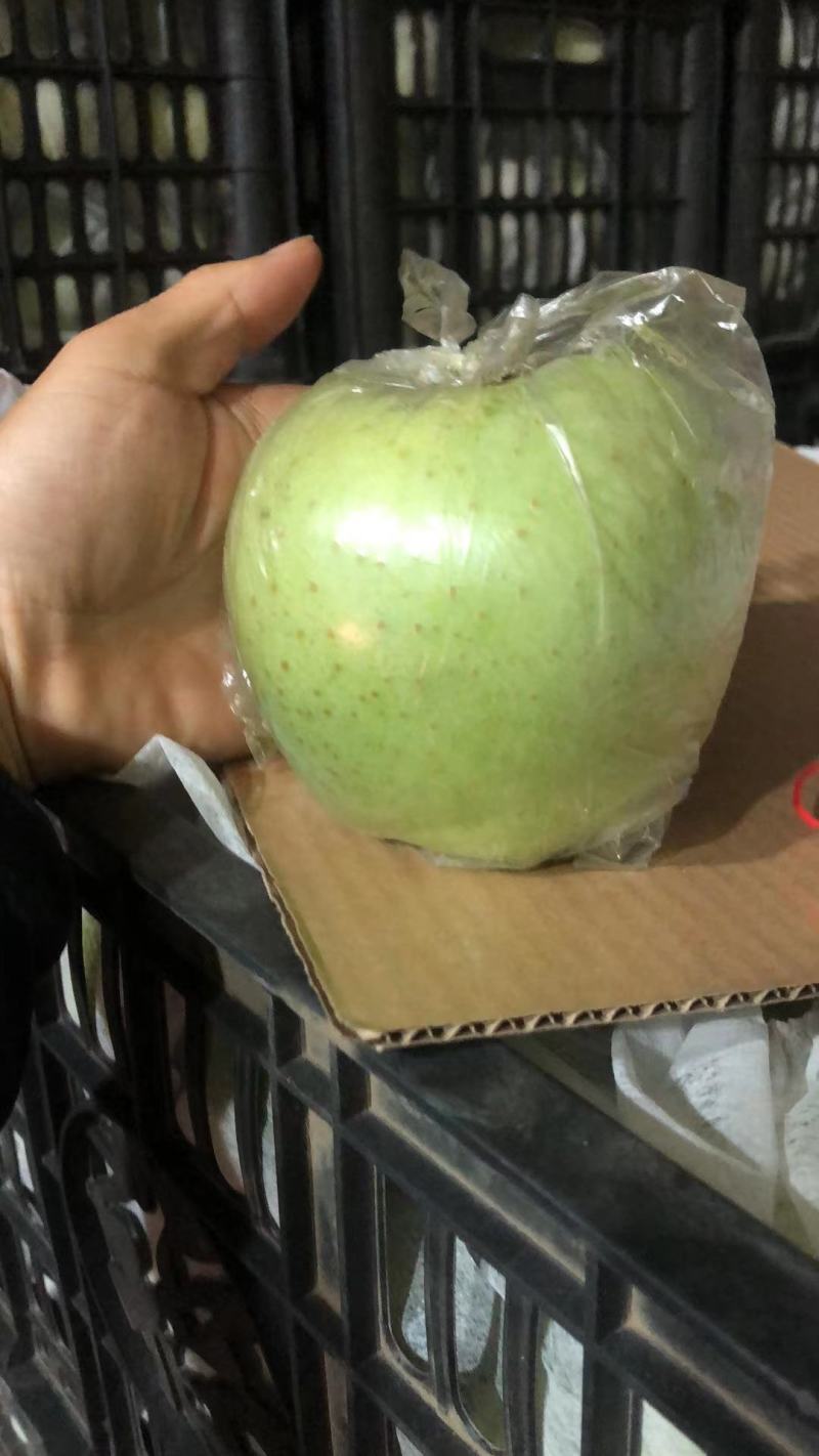 河北唐山市库存王林苹果