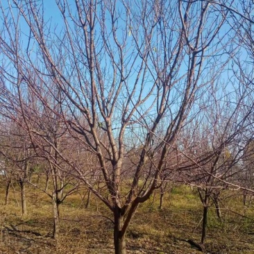 10-14山桃，分支点50左右，2000棵