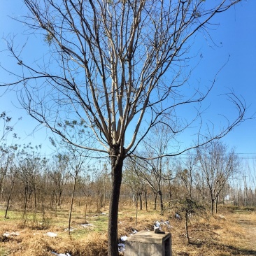 清地出售15-22老白蜡，二三级货源几百棵