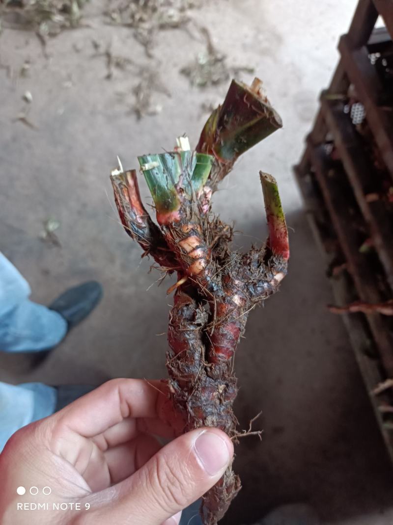 石菖蒲