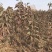 1.5公分泰山大红袍板栗树苗价格批发泰山红油粟栗子树