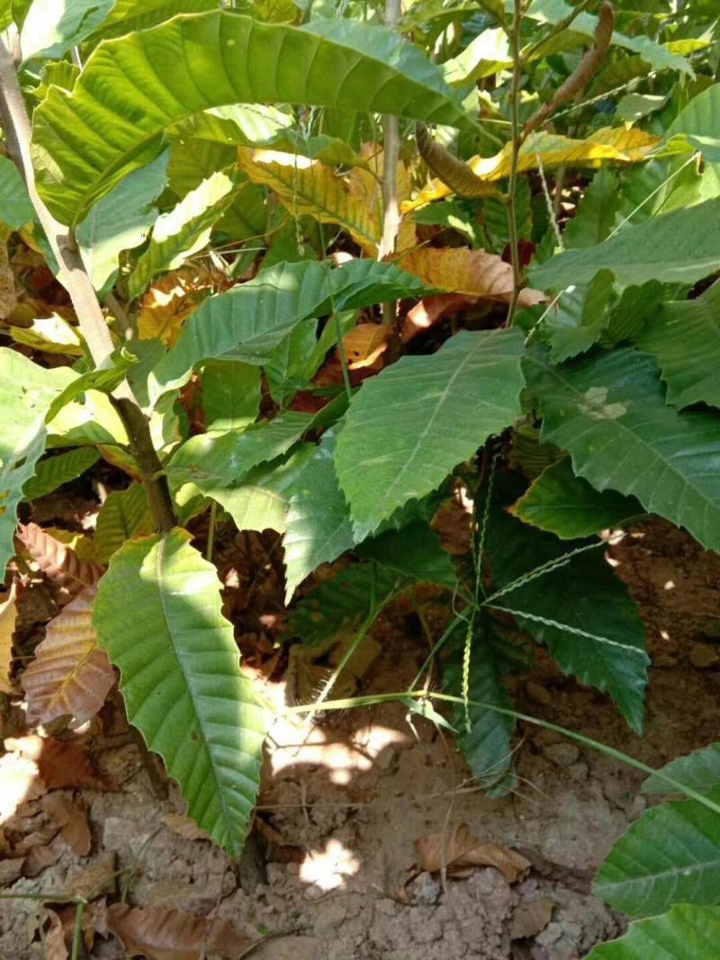 1.5公分泰山大红袍板栗树苗价格批发泰山红油粟栗子树