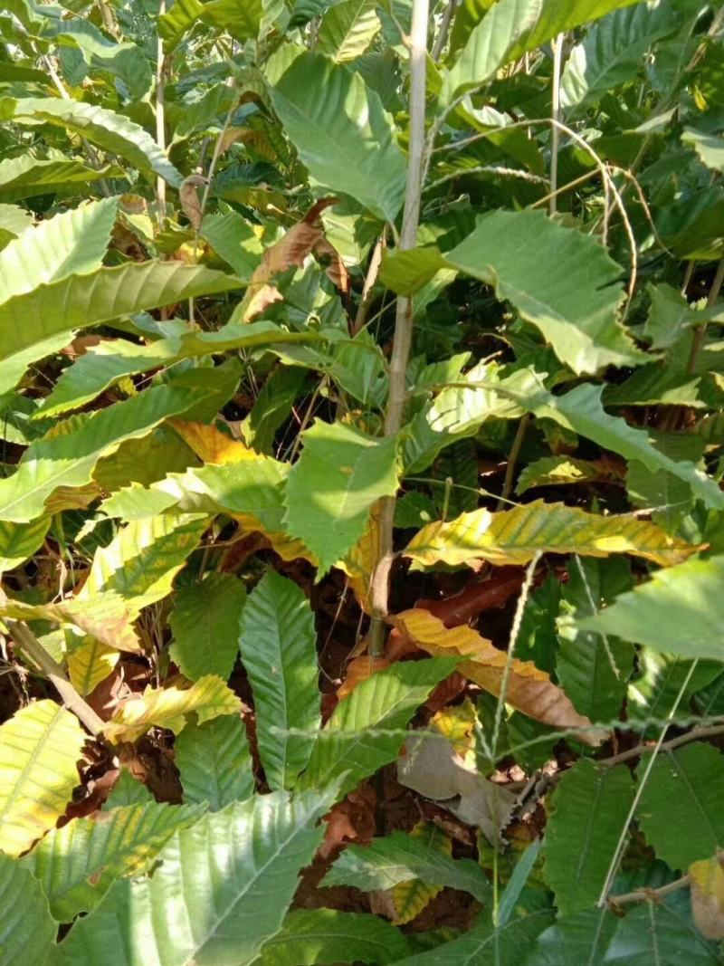1.5公分泰山大红袍板栗树苗价格批发泰山红油粟栗子树