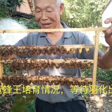 深山蜜纯正土蜂蜜农家蜜正宗土蜂蜜