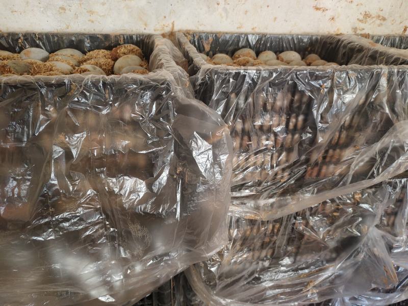 松花蛋无铅传统工艺，冬季地摊赚钱神品，这个时间可以开始