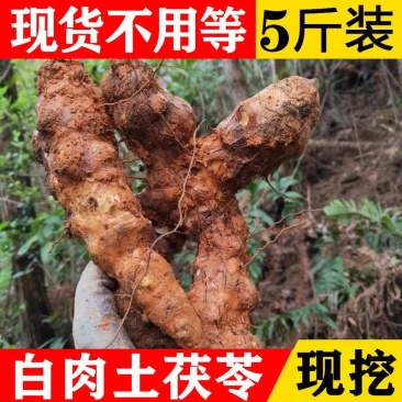 新鲜湖南白肉甘甜野生土茯苓现挖现发产地直发坏的包赔