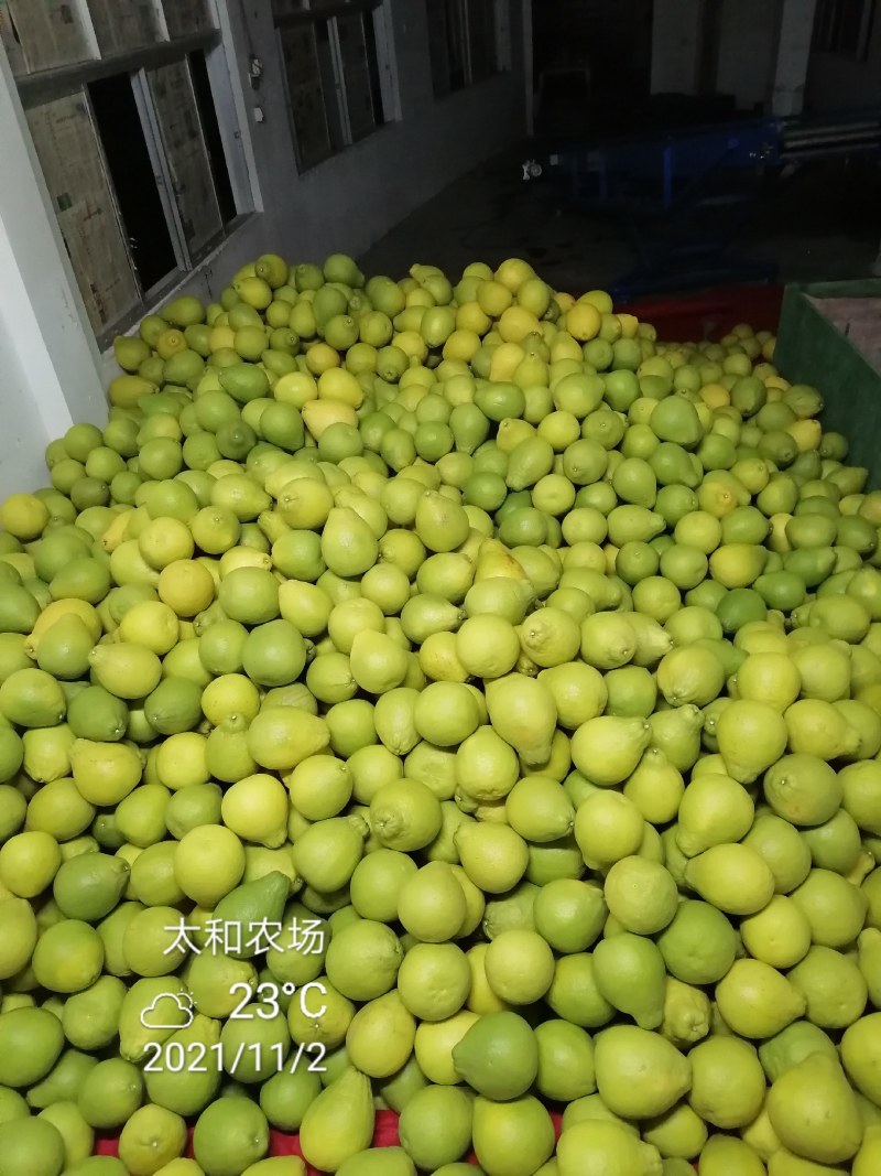 26年老树，纯农家肥，花生麸水肥，培育的特级沙田柚