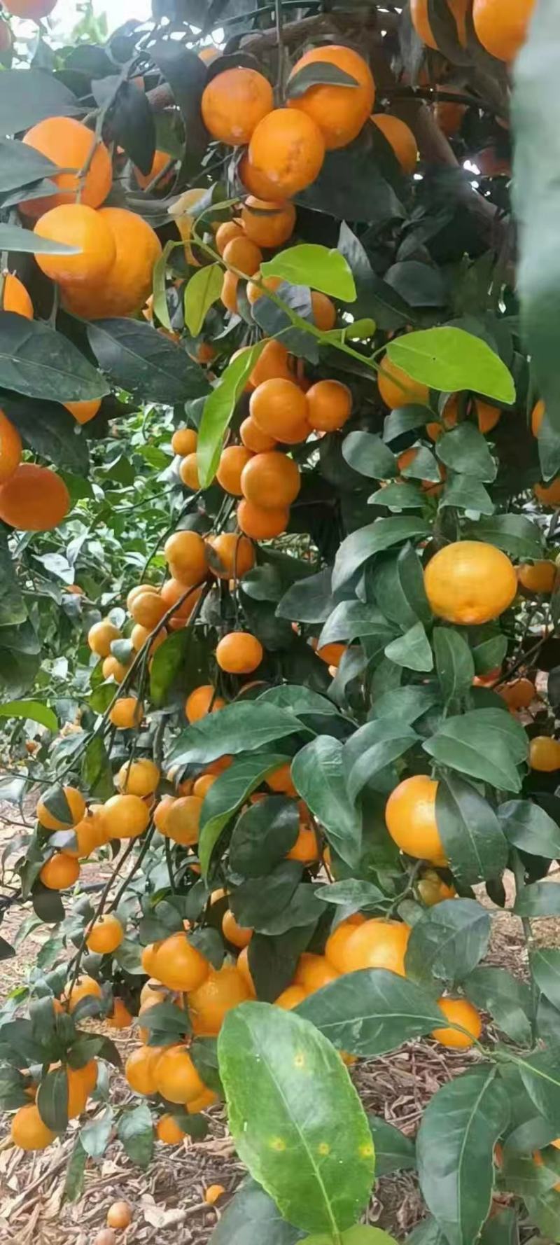 广西金葵沙糖桔，口感好，甜度高，水份足欢迎各地果商来订购