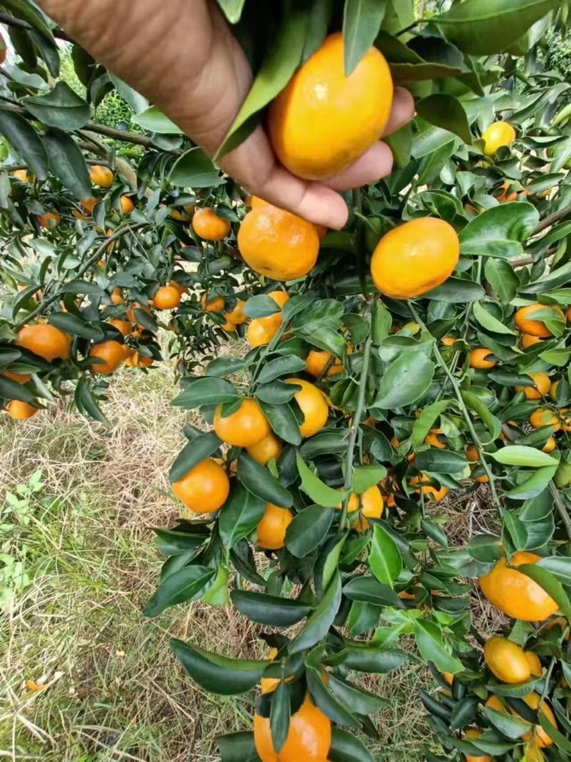 广西金葵沙糖桔，口感好，甜度高，水份足欢迎各地果商来订购