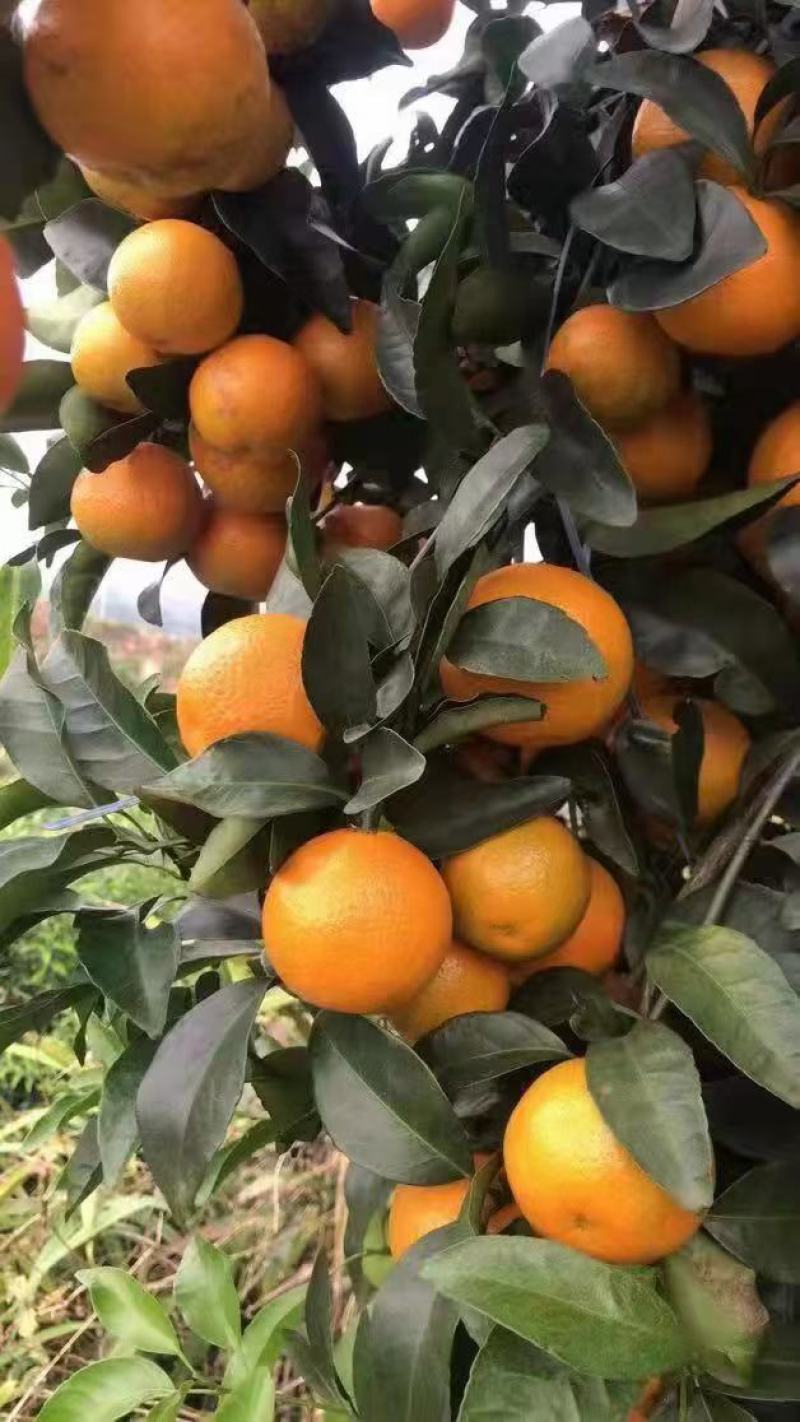 广西金葵沙糖桔，口感好，甜度高，水份足欢迎各地果商来订购