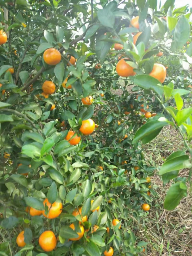 广西金葵沙糖桔，口感好，甜度高，水份足欢迎各地果商来订购