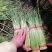 邳州精品蒜苔