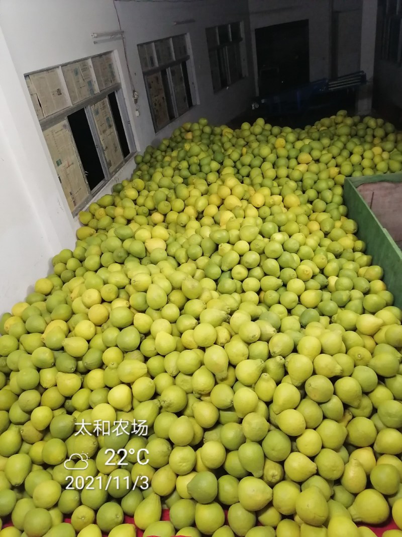 26年老树，纯农家肥，花生麸水肥，培育的特级沙田柚