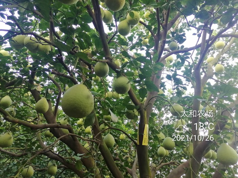 26年老树，纯农家肥，花生麸水肥，培育的特级沙田柚