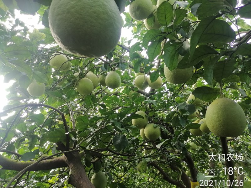 26年老树，纯农家肥，花生麸水肥，培育的特级沙田柚