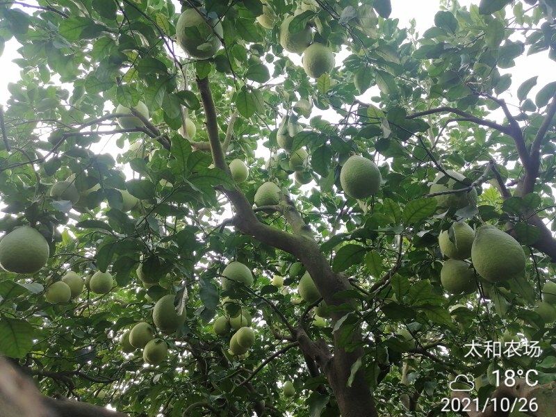 26年老树，纯农家肥，花生麸水肥，培育的特级沙田柚