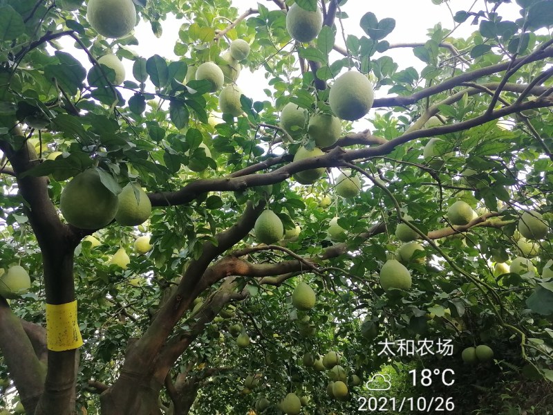 26年老树，纯农家肥，花生麸水肥，培育的特级沙田柚