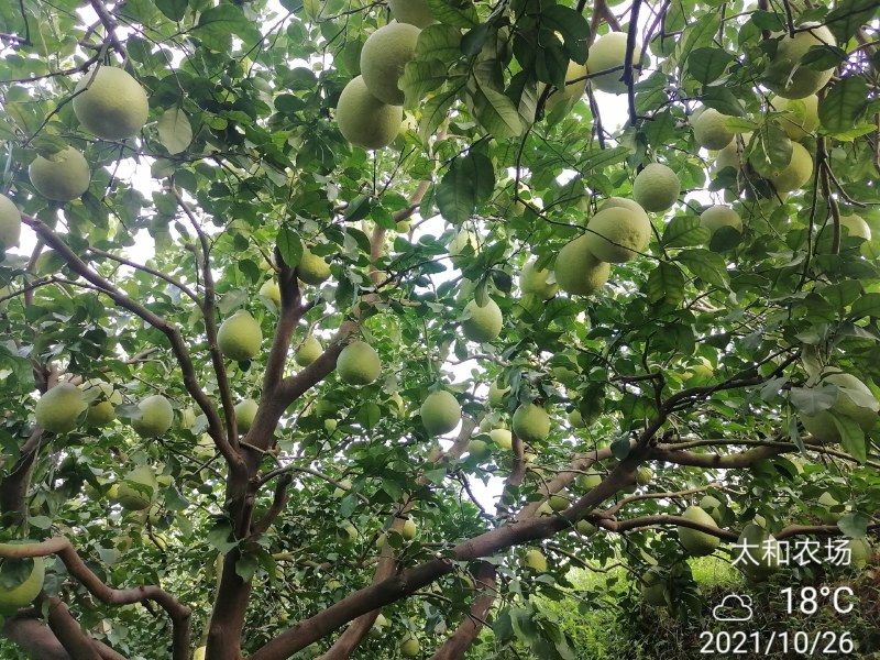 26年老树，纯农家肥，花生麸水肥，培育的特级沙田柚