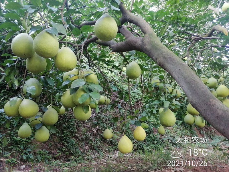 26年老树，纯农家肥，花生麸水肥，培育的特级沙田柚
