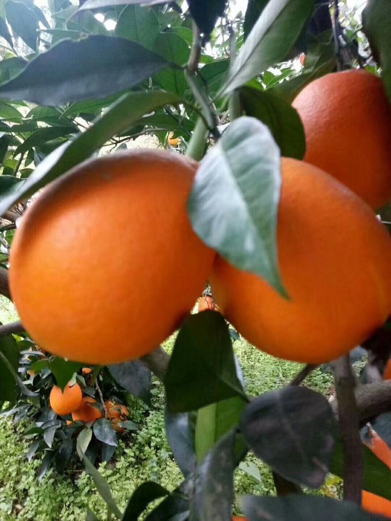 长红橙子，纽荷尔脐橙，果园直销支持市场批发电商团购