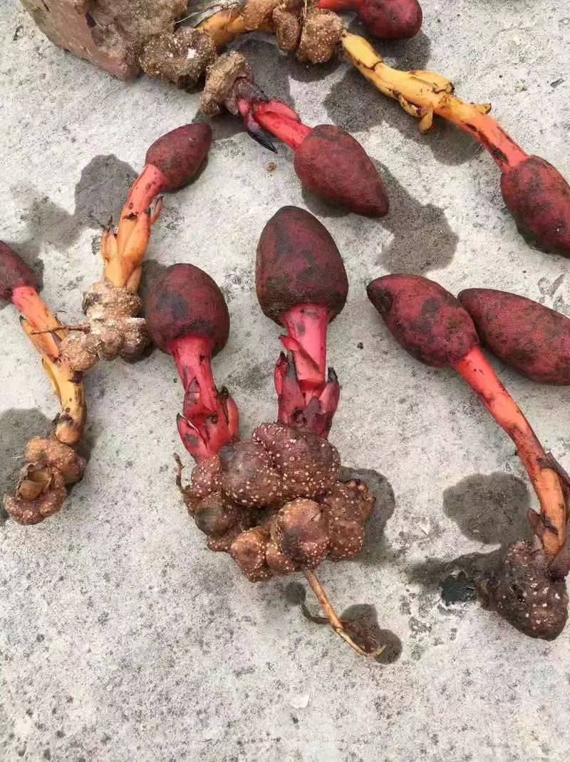 回春草