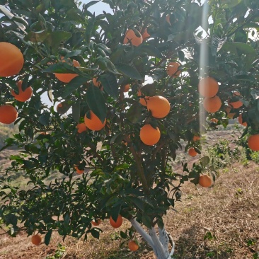 【脐橙】湖北省宜昌市当阳市半月镇纽荷尔脐橙成熟了糖份十八