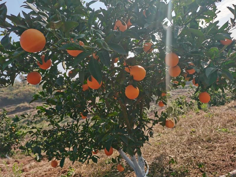 【脐橙】湖北省宜昌市当阳市半月镇纽荷尔脐橙成熟了糖份十八