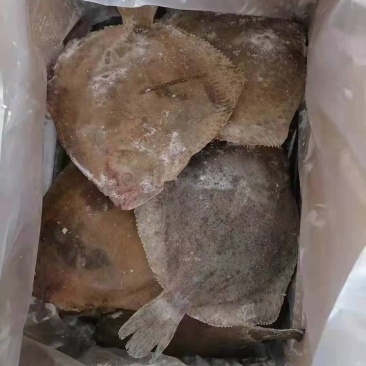 多宝鱼