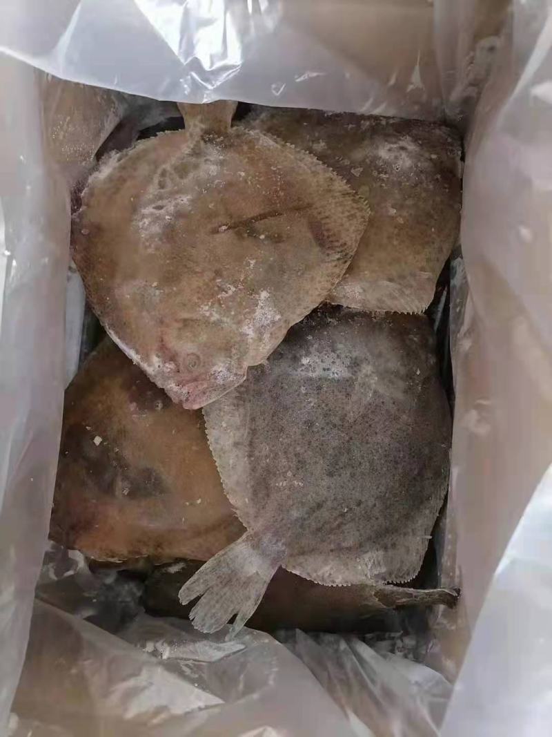 多宝鱼