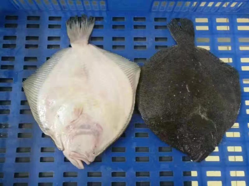 多宝鱼