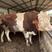 西门塔尔牛每头补贴1000大型养殖厂支持货到付款