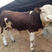 西门塔尔牛每头补贴1000大型养殖厂支持货到付款
