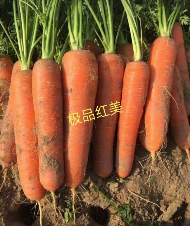 三红六寸胡萝卜春秋种植耐抽苔根型顺直美观口感脆一手货源。