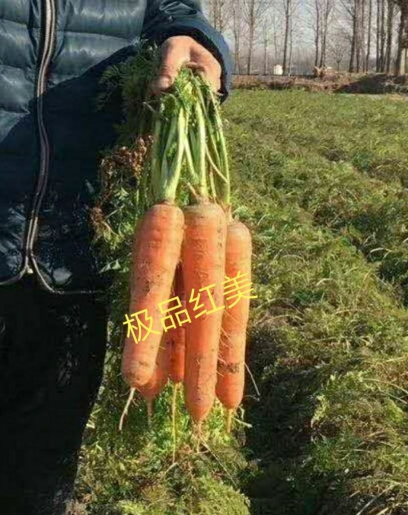 三红六寸胡萝卜春秋种植耐抽苔根型顺直美观口感脆一手货源。