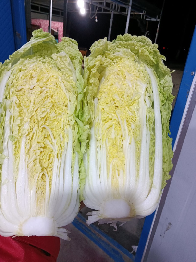 娃娃菜，大量上市中，诚信经营，质量保证代发全国