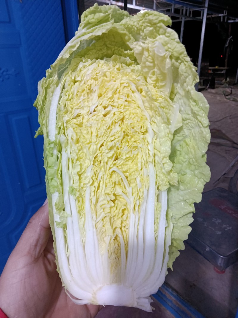 娃娃菜，大量上市中，诚信经营，质量保证代发全国