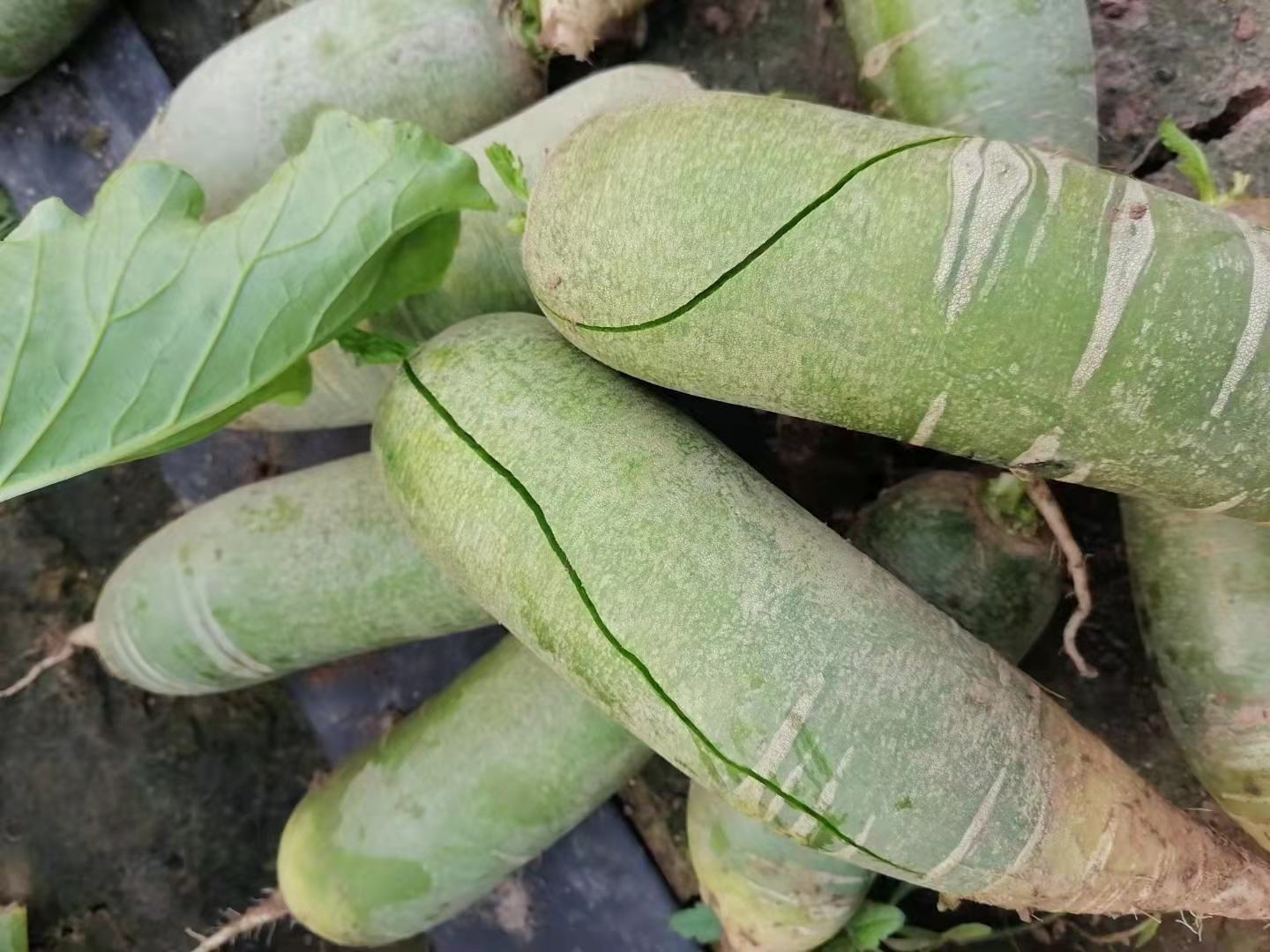 白萝卜与健康饮食搭配图