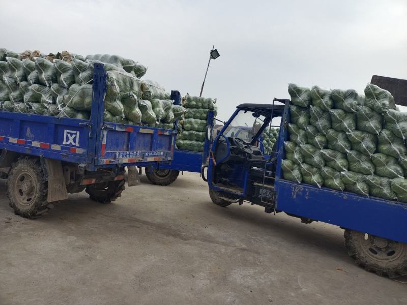 精品甘蓝十一月大量上市湖北产地直供质量保证对接商超