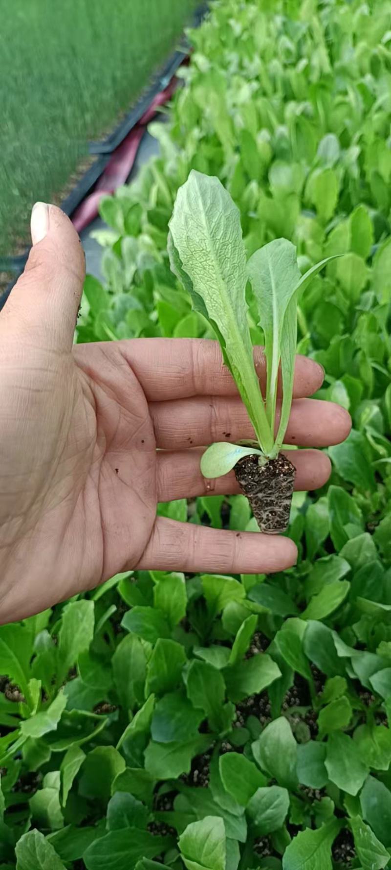 油麦菜苗，优质油麦，产量大，基地专用，商品性极高