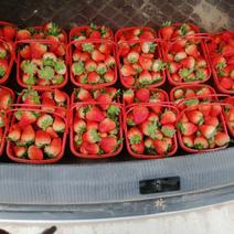 红颜草莓批发，果型好、甜度高，优质草莓，欢迎咨询采购。