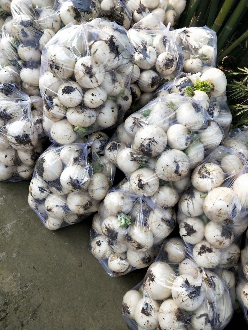 圆根萝卜水晶萝卜