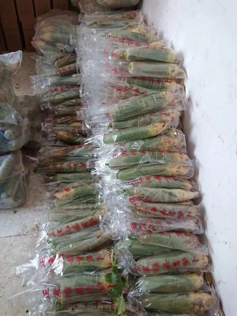 （现货）山东潍县水果萝卜大量上市中，货好量足质优价廉