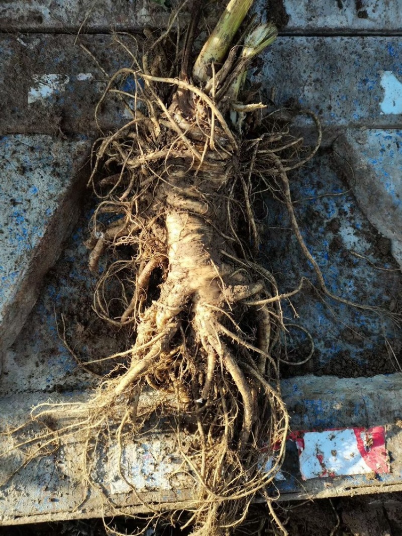 甘肃肉独活，鲜货大量上市，11月分开售，有需要